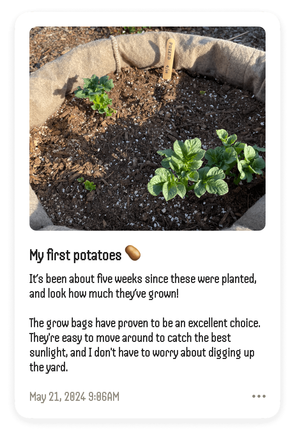 Journal entries with photo and description for potato plant